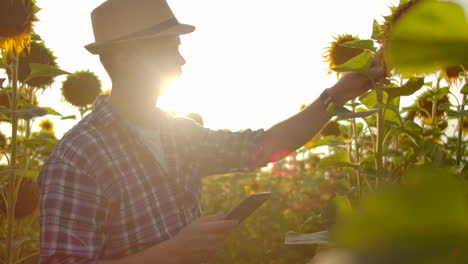 A-young-farmer-in-a-straw-hat-and-plaid-shirt-is-walking-on-a-field-with-a-lot-of-big-sunflowers-in-summer-day-and-writes-its-properties-to-his-digital-tablet